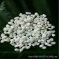 白色水磨石石子 白色水洗石石子 白色机制鹅卵石